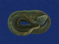 藏品(赤尾青竹絲)的圖片